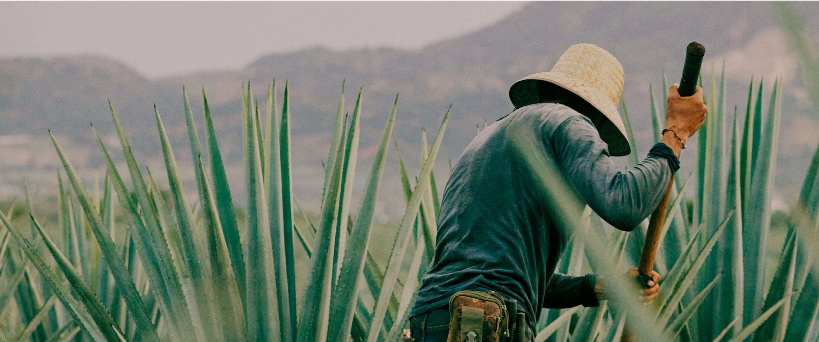 Tequila process image as background