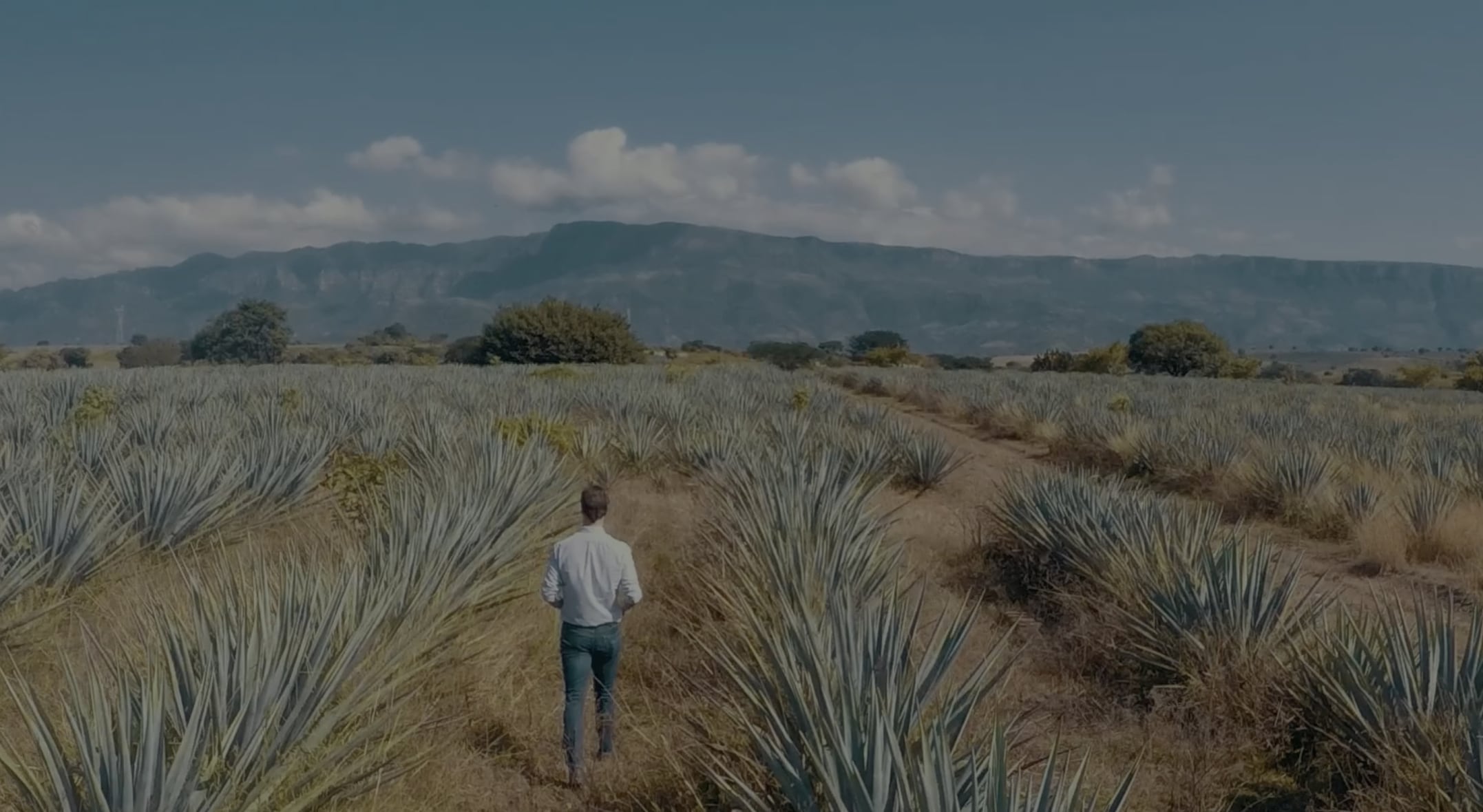 Tequila process image as background