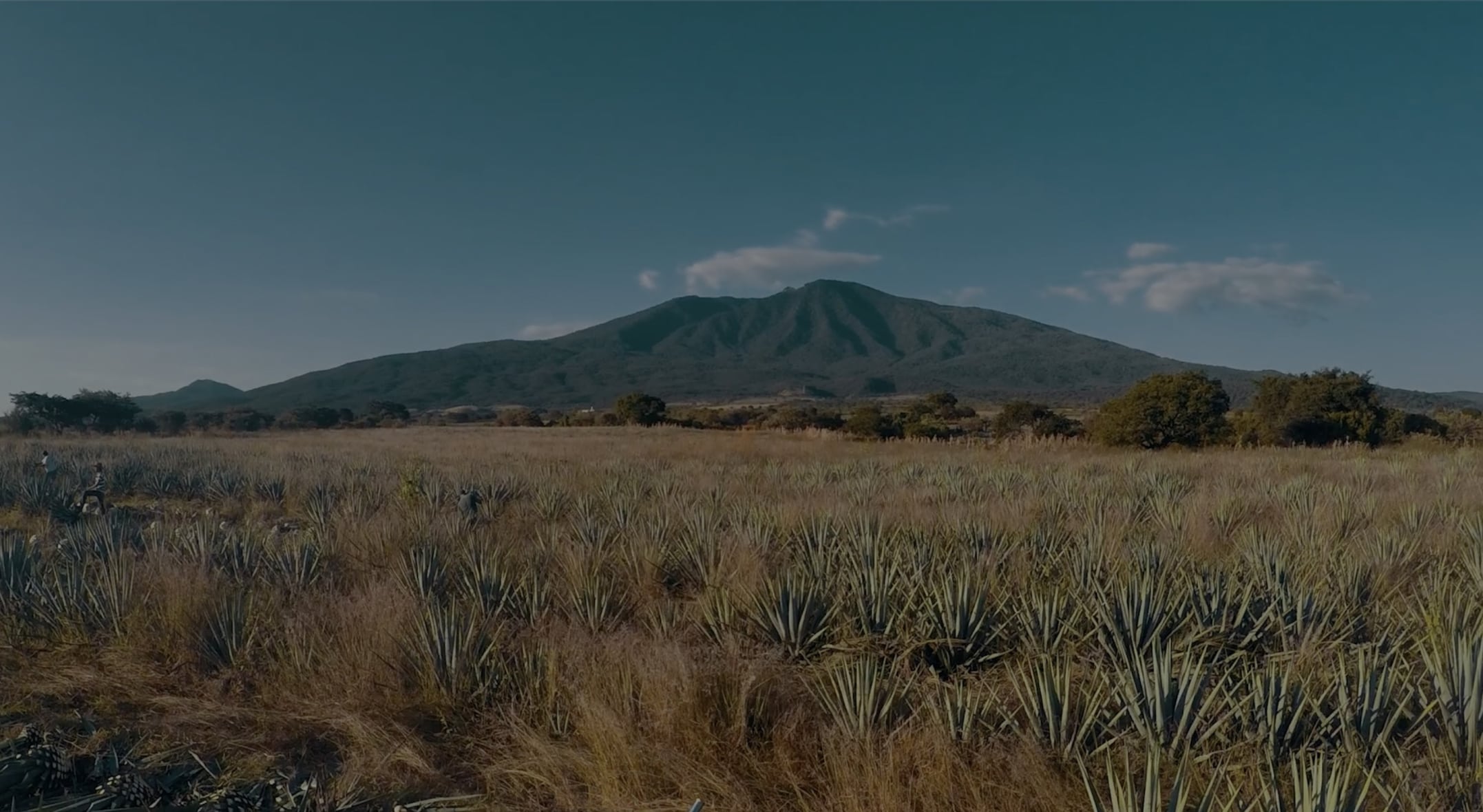 Tequila process image as background